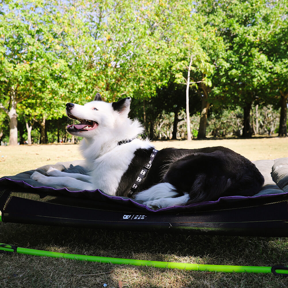 De perfecte camping hondenmand