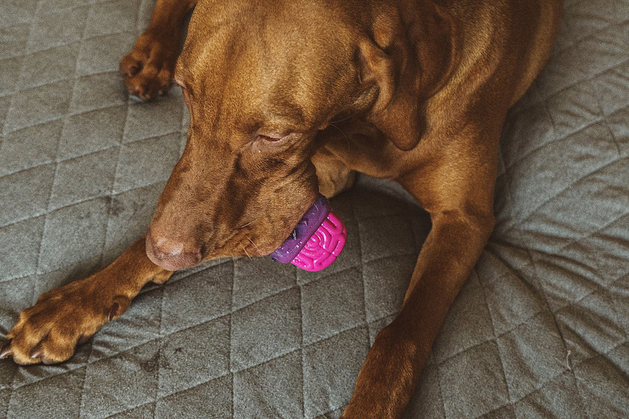 Vijf Zee.Dog speeltjes voor jouw hond