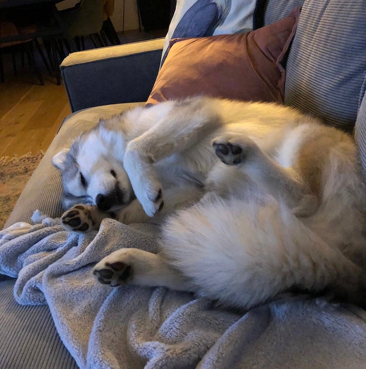 Geusje slapend op de bank