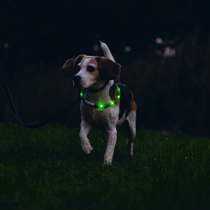 Beeztees - Safety Gear Dogini - Groen