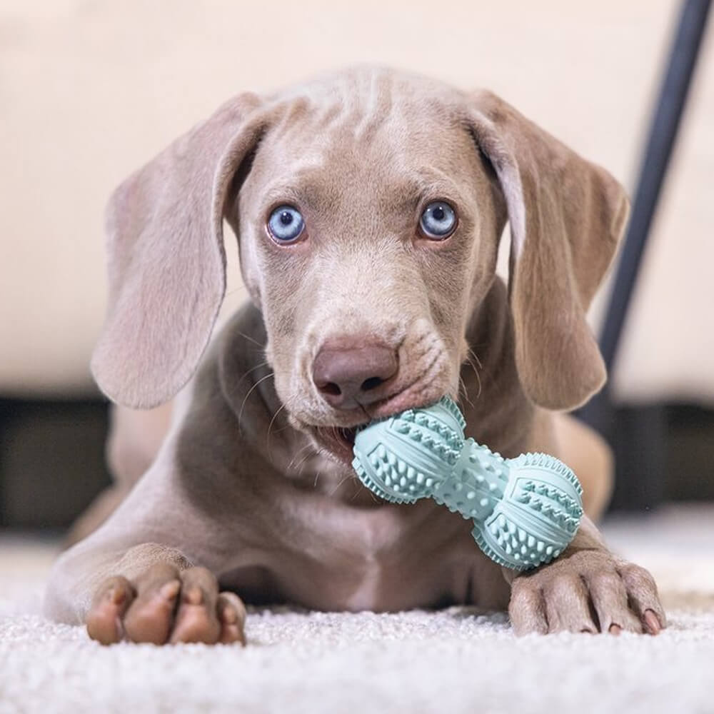 Beeztees - Puppy Dental Halter Groen (9 cm)