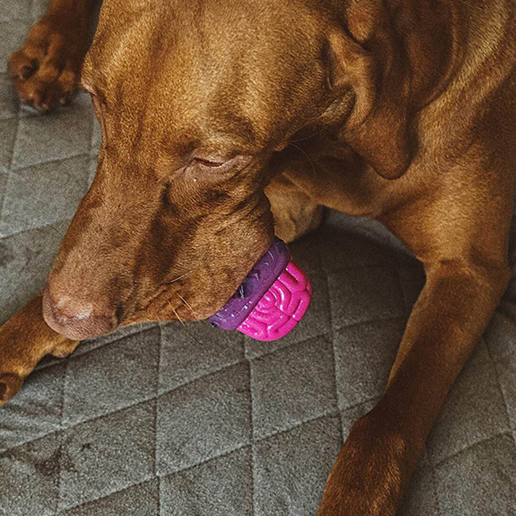 Zee.Dog Brainies Brain Dead (10 cm)