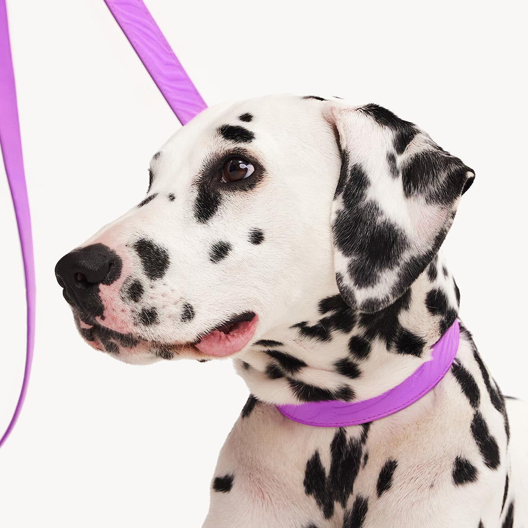 DOGGUO - Vegan Leather Collar - Zebra - Purple