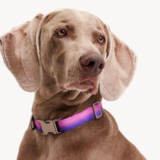 DOGGUO - Gradient Collar - Purple / Pink