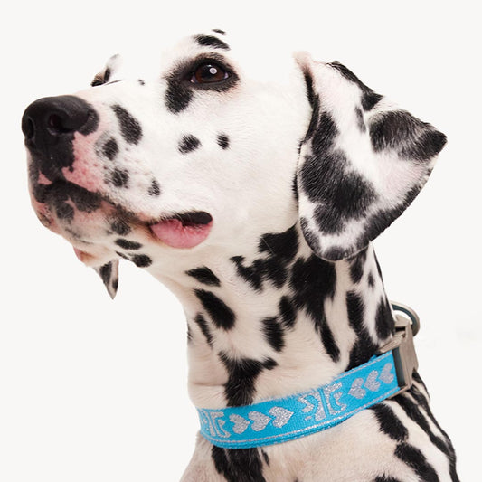 DOGGUO - DL Collar - Blue / Silver