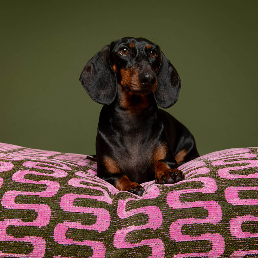 Retro Dog Bed - Green / Pink