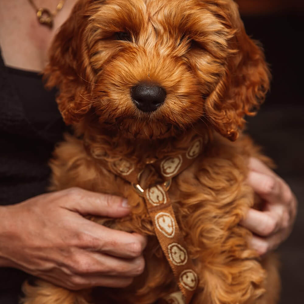 Furmey - Y-harnas Latte Brown