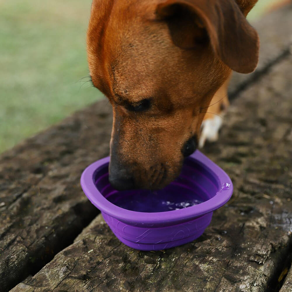 Zee.Dog - Go Bowl Peak