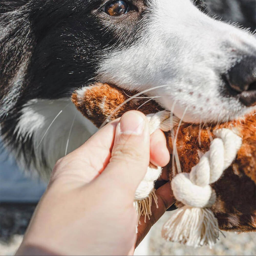 Lambwolf Collective - FAWN POP