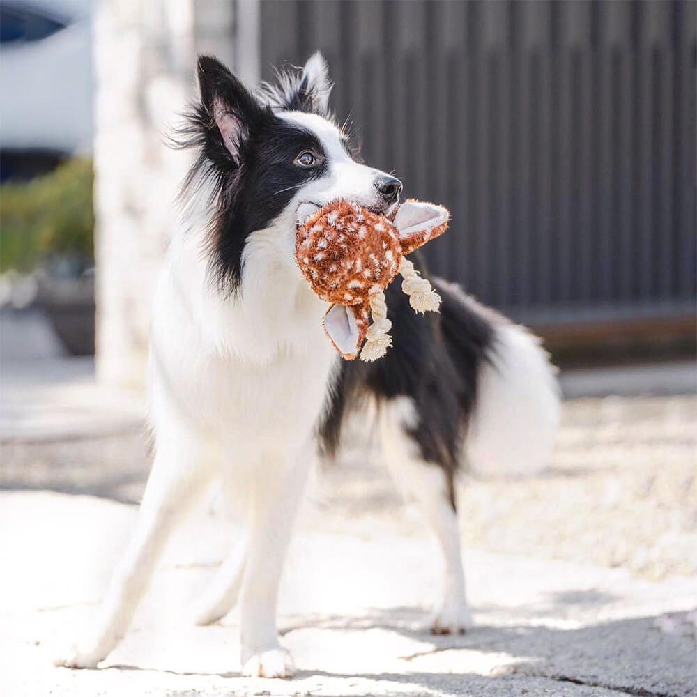 Lambwolf Collective - FAWN POP