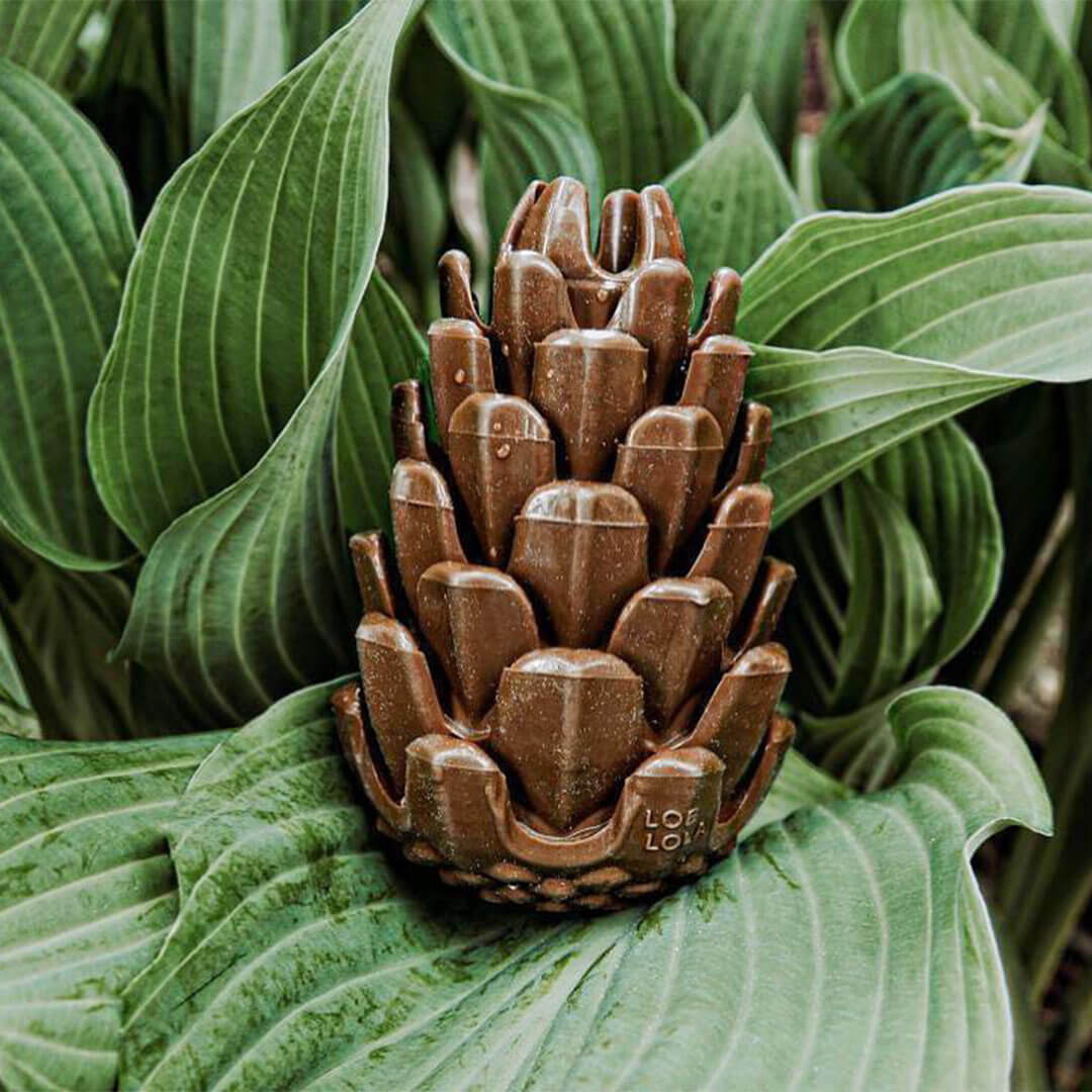 Loblola bij Neusje van Geusje - Loblolly Pinecone