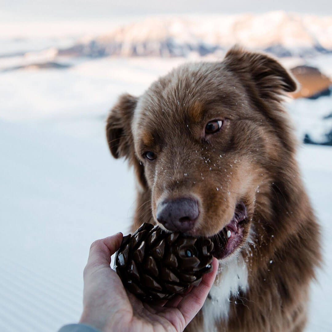 Loblola bij Neusje van Geusje - Loblolly Pinecone