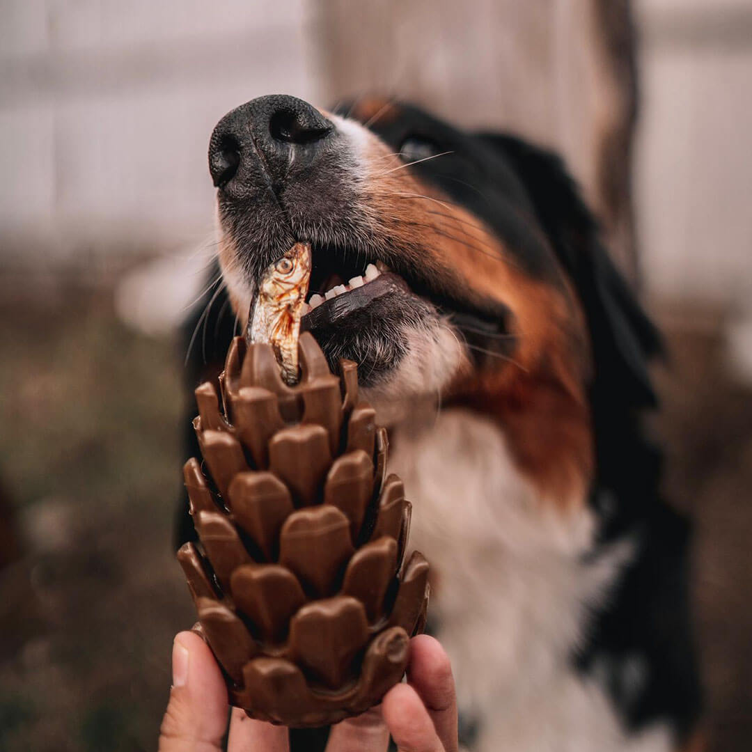 Loblola bij Neusje van Geusje - Loblolly Pinecone