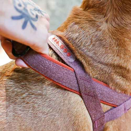 Zee.Dog - Cocoa Softer Walk harnas