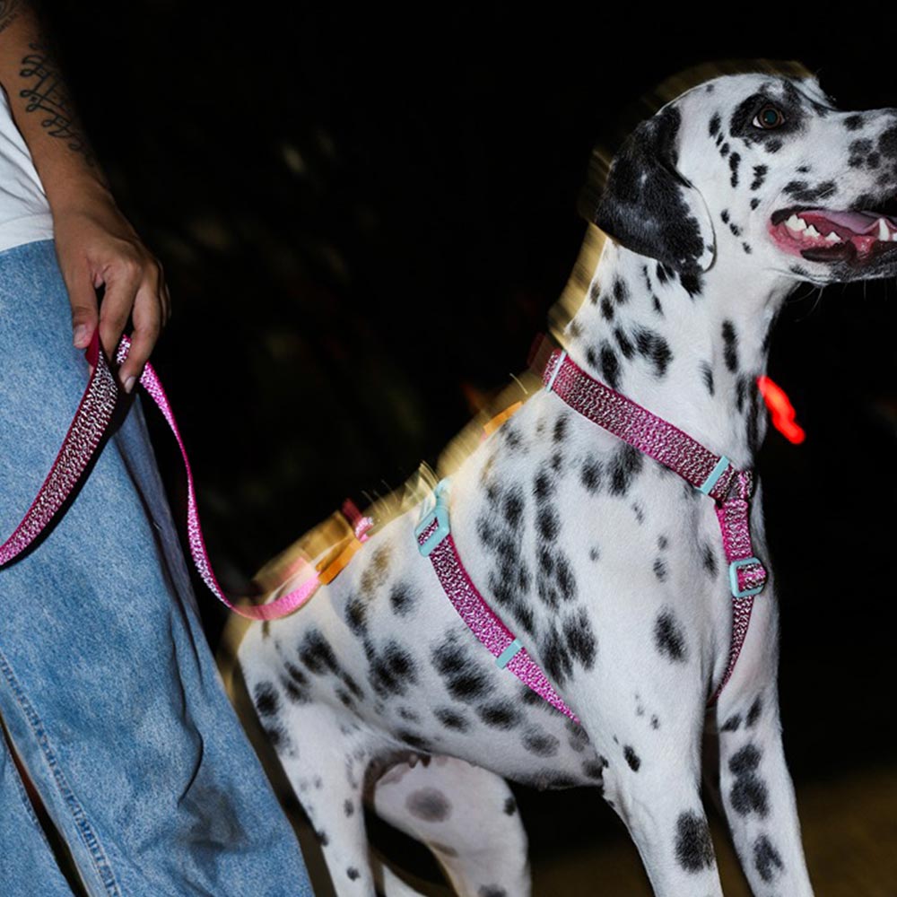 H-Geschirr Nox Sidus