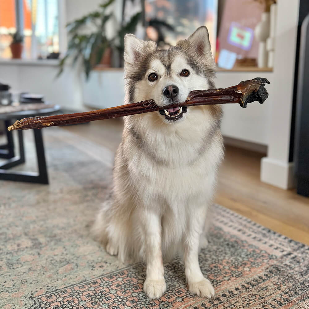 Pferdesehne - 1 Stück - XL