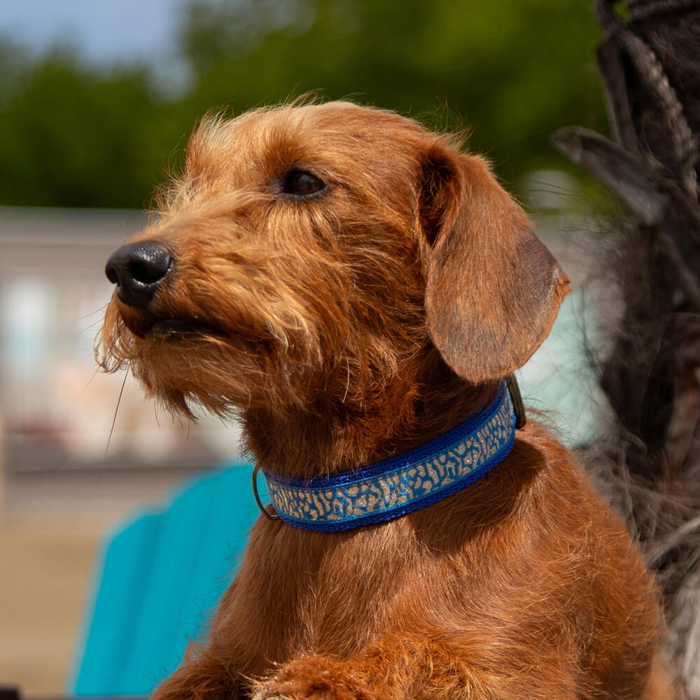 Rockxdogs - Halsband Salty Dog