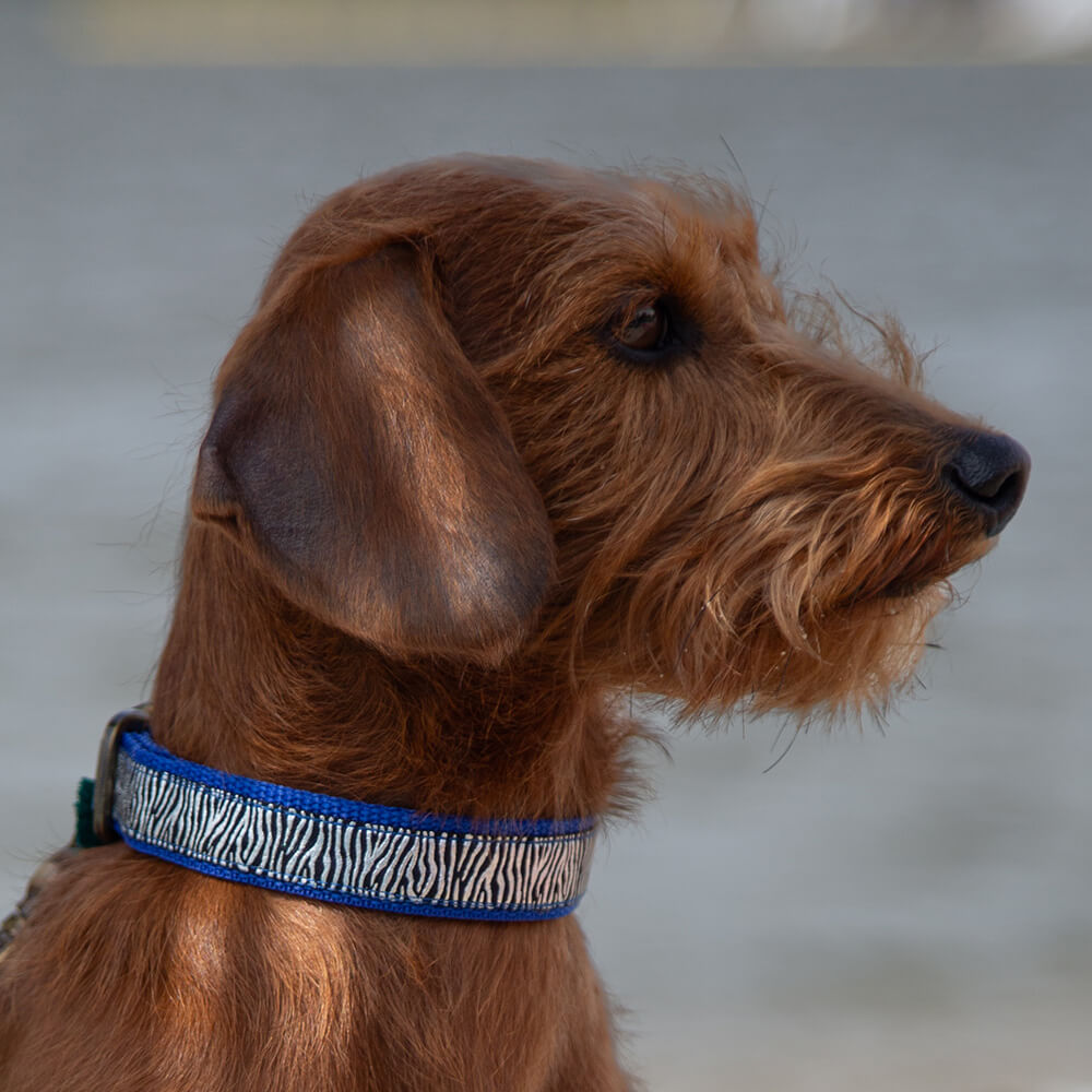 Rockxdogs - Halsband Go Wild! - Boho Zizi Silver