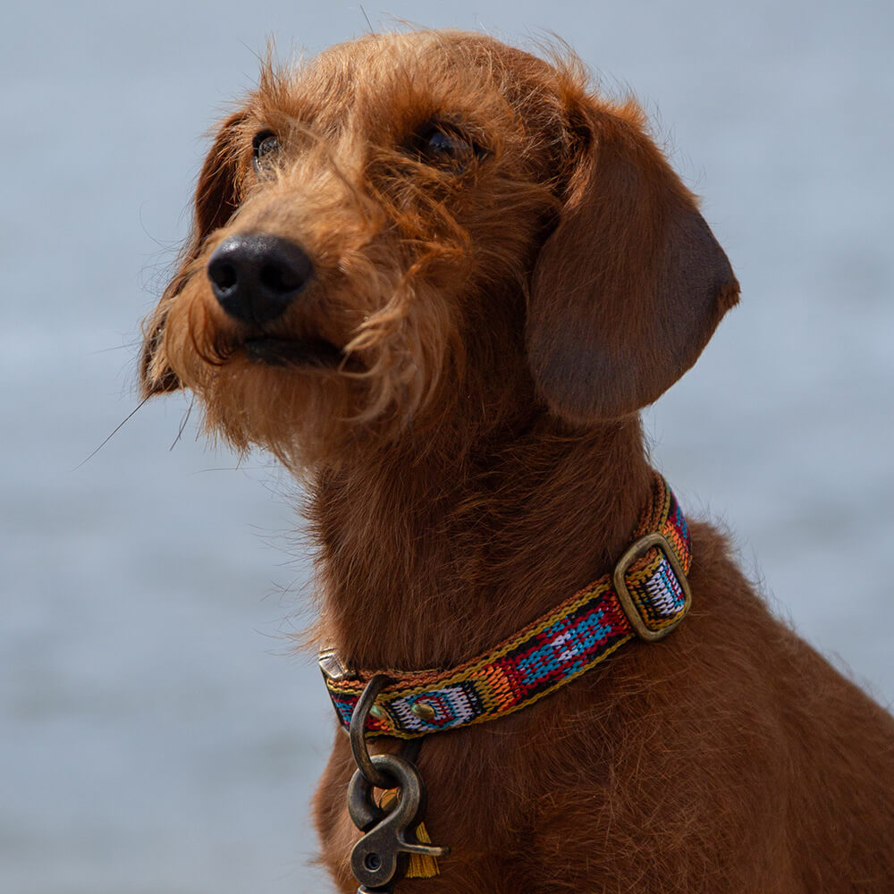 Rockxdogs - Halsband Boho Nomad