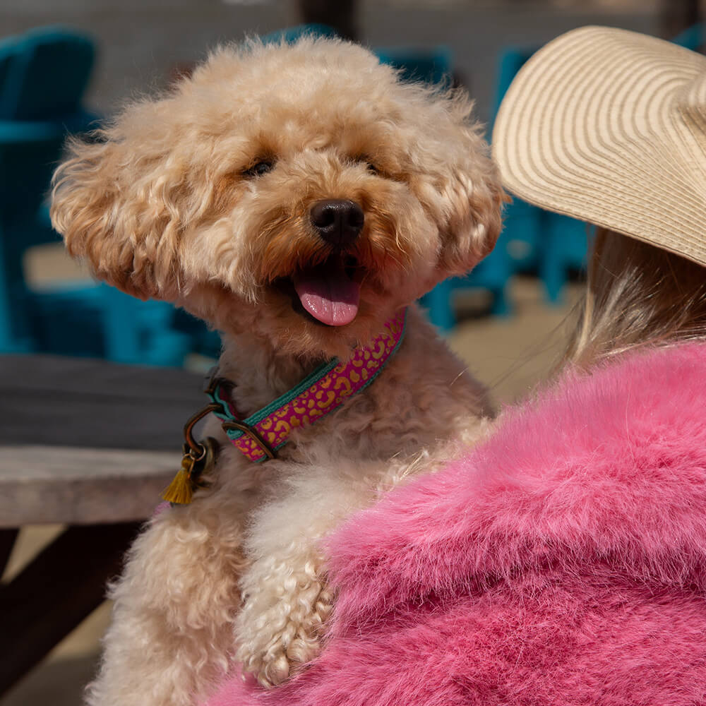 Rockxdogs - Halsband Go Wild! - Boho Rose Panter