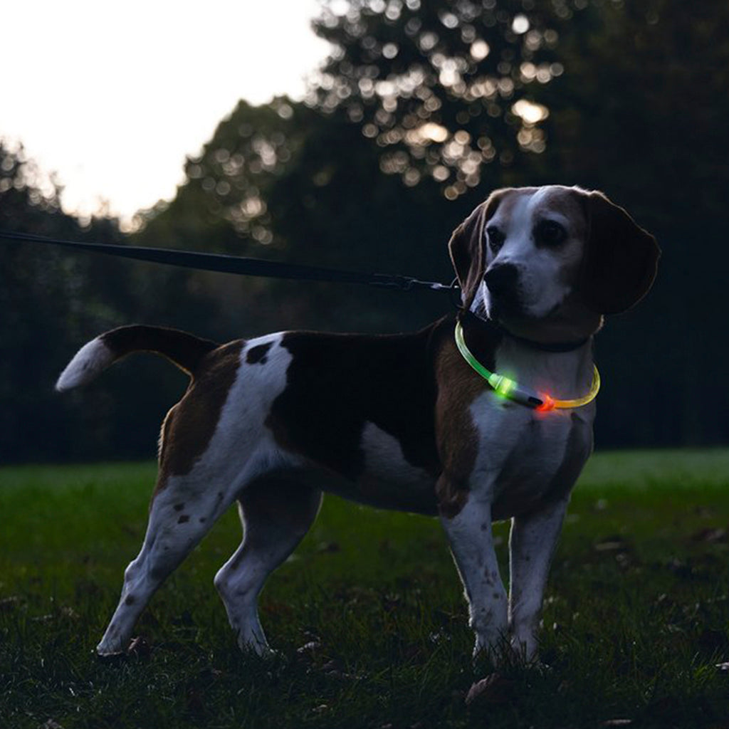 Beeztees - Safety Gear Dogini - Multi