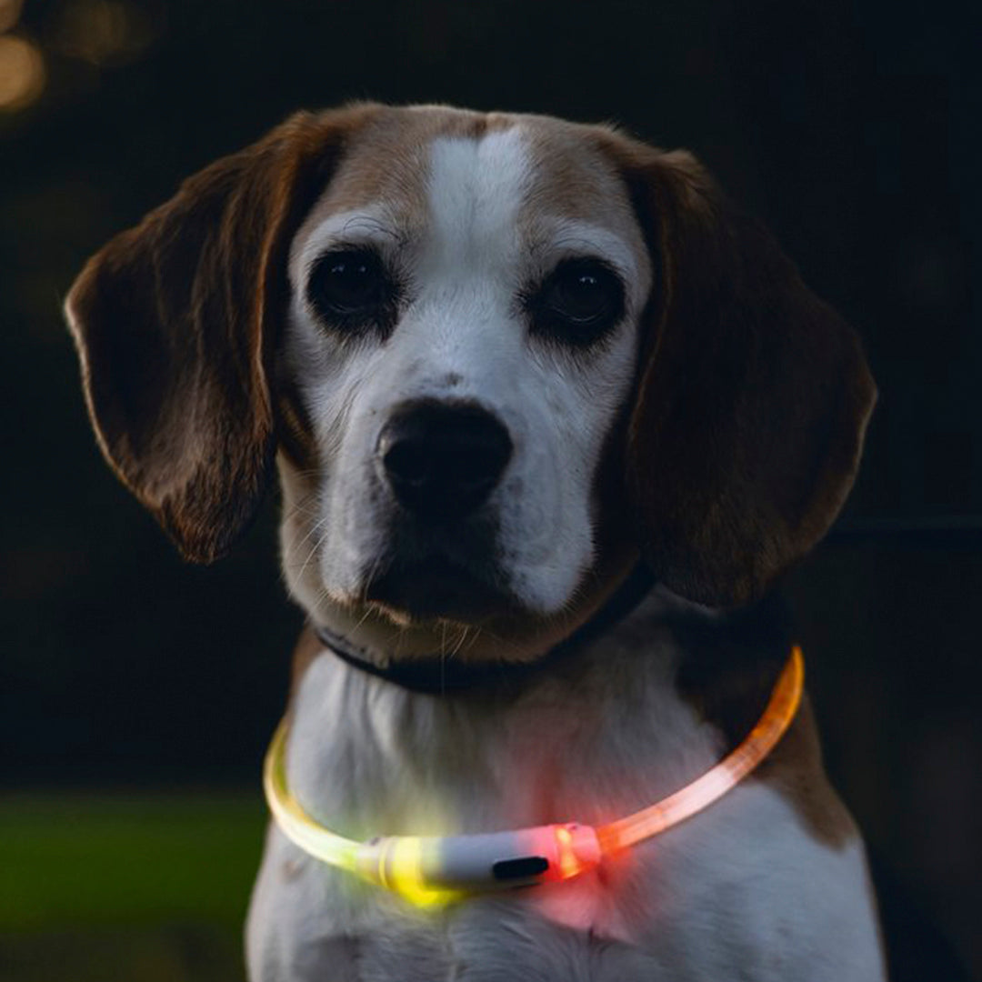 Beeztees - Safety Gear Dogini - Multi