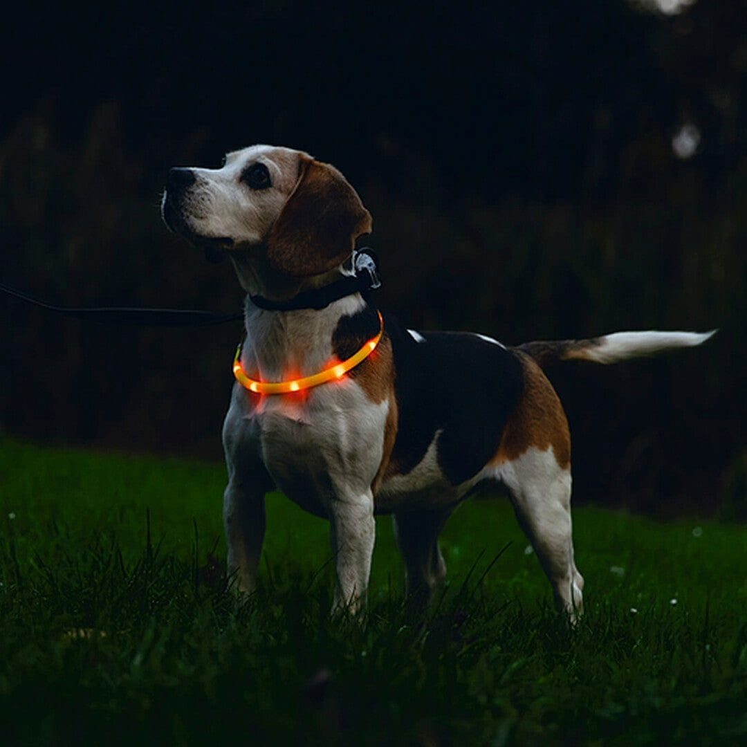 Beeztees - Safety Gear Dogini - Oranje