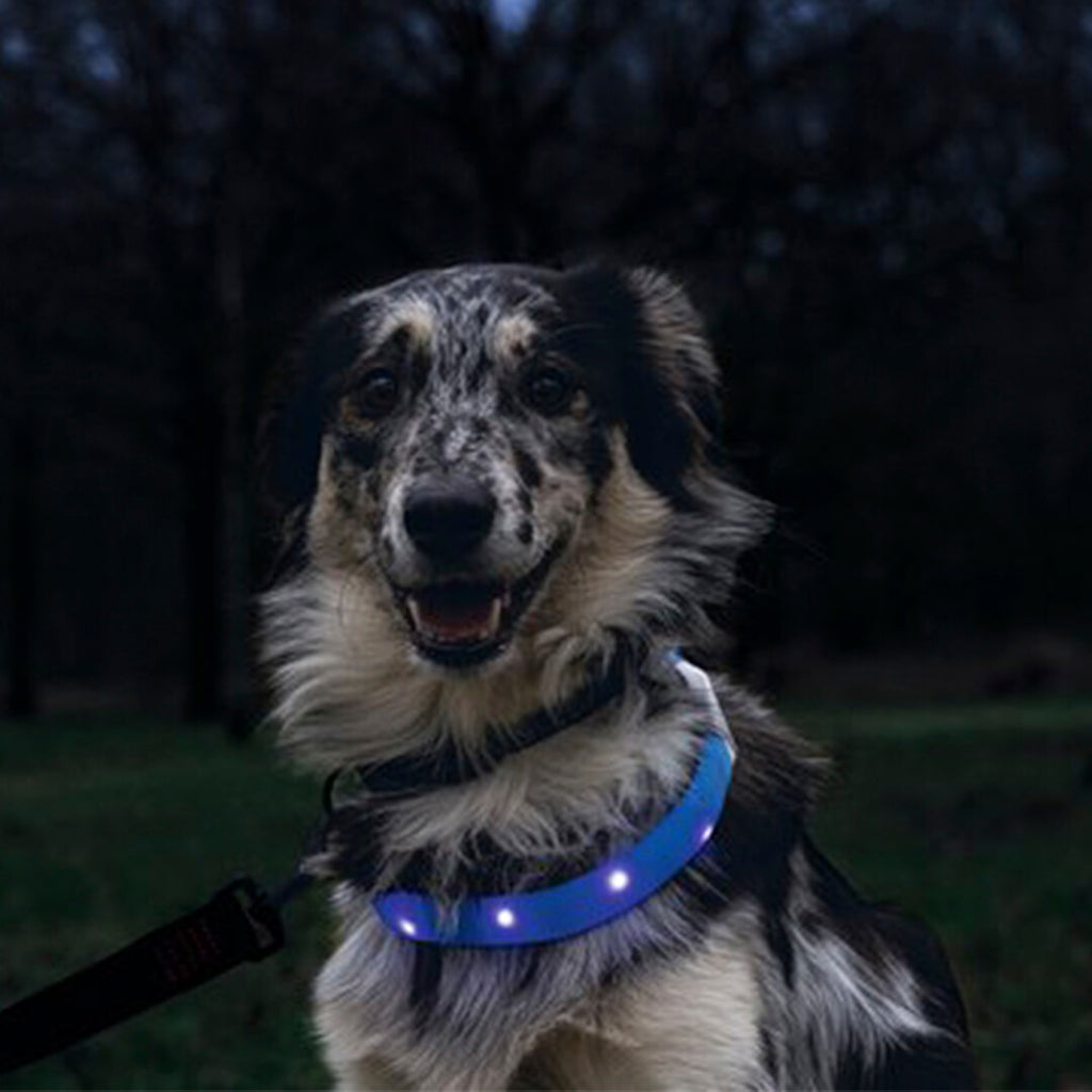 Beeztees - Safety Gear Glowy - Blauw