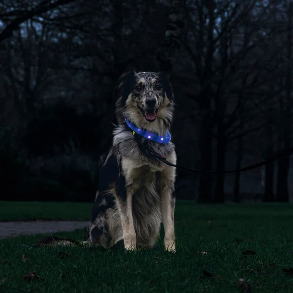 Beeztees - Safety Gear Glowy - Blauw