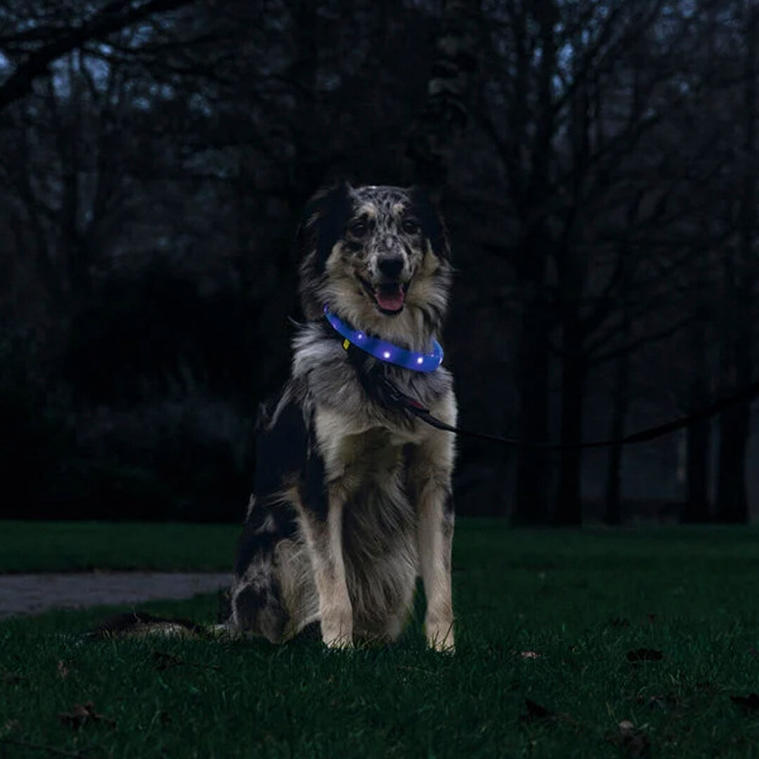 Beeztees - Safety Gear Glowy - Blauw