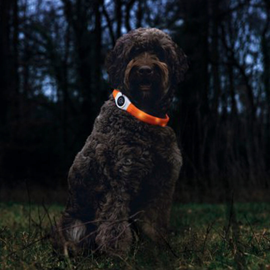Beeztees - Safety Gear Glowy - Oranje