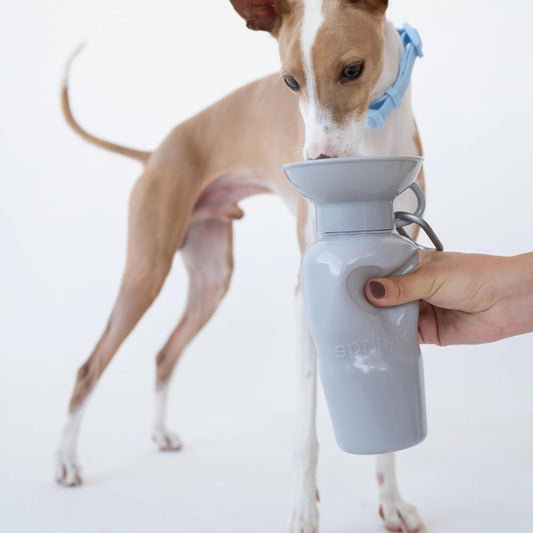 Springer - Classic Dog Travel Bottle - Grey (650 ml)