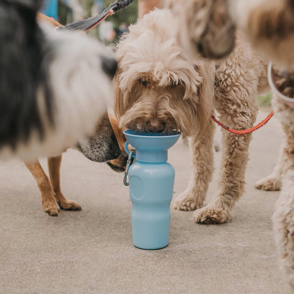 Springer - Classic Dog Travel Bottle - Sky Blue (650 ml)