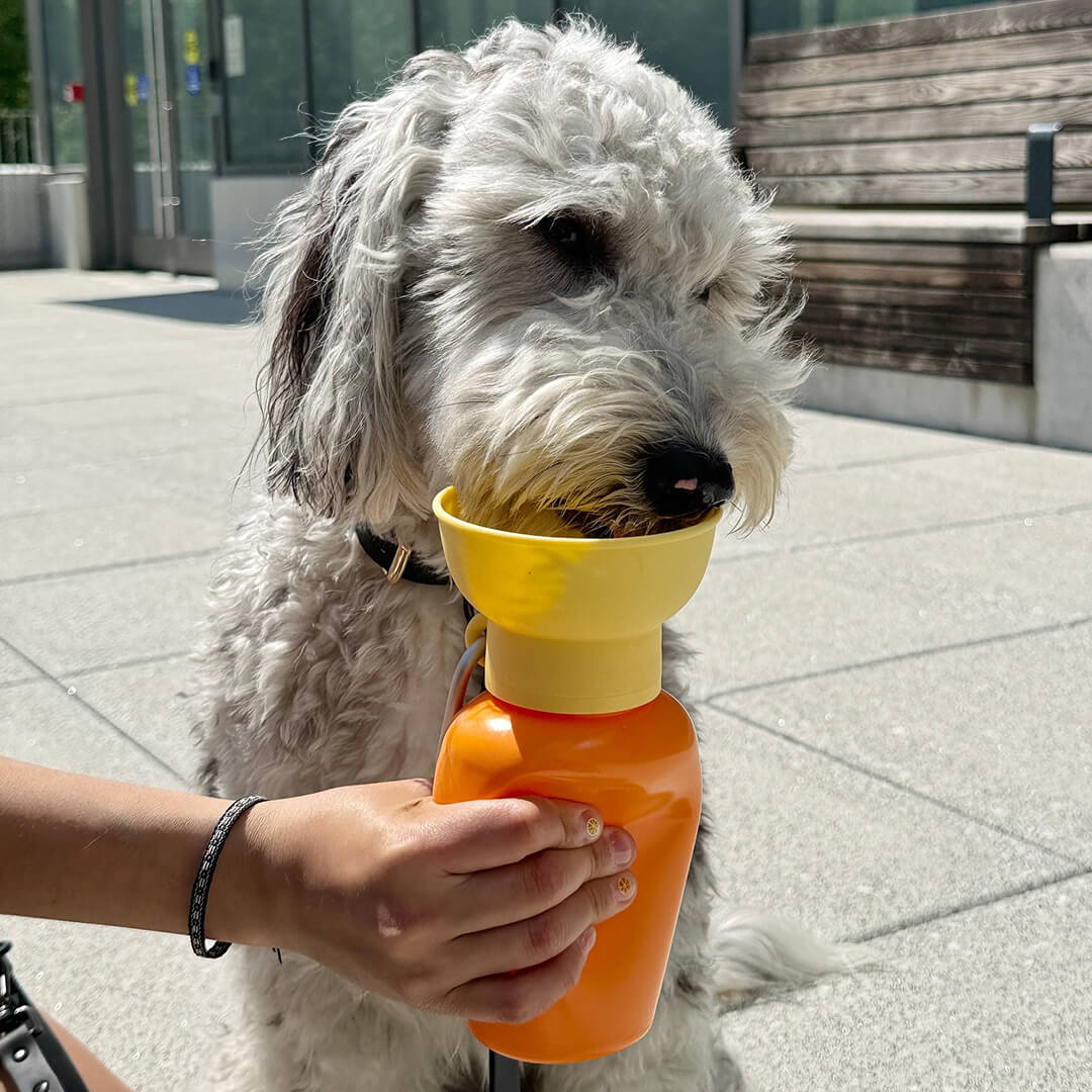 Springland - Flip Dog Travel Bottle - Mango/Lemon (590 ml)