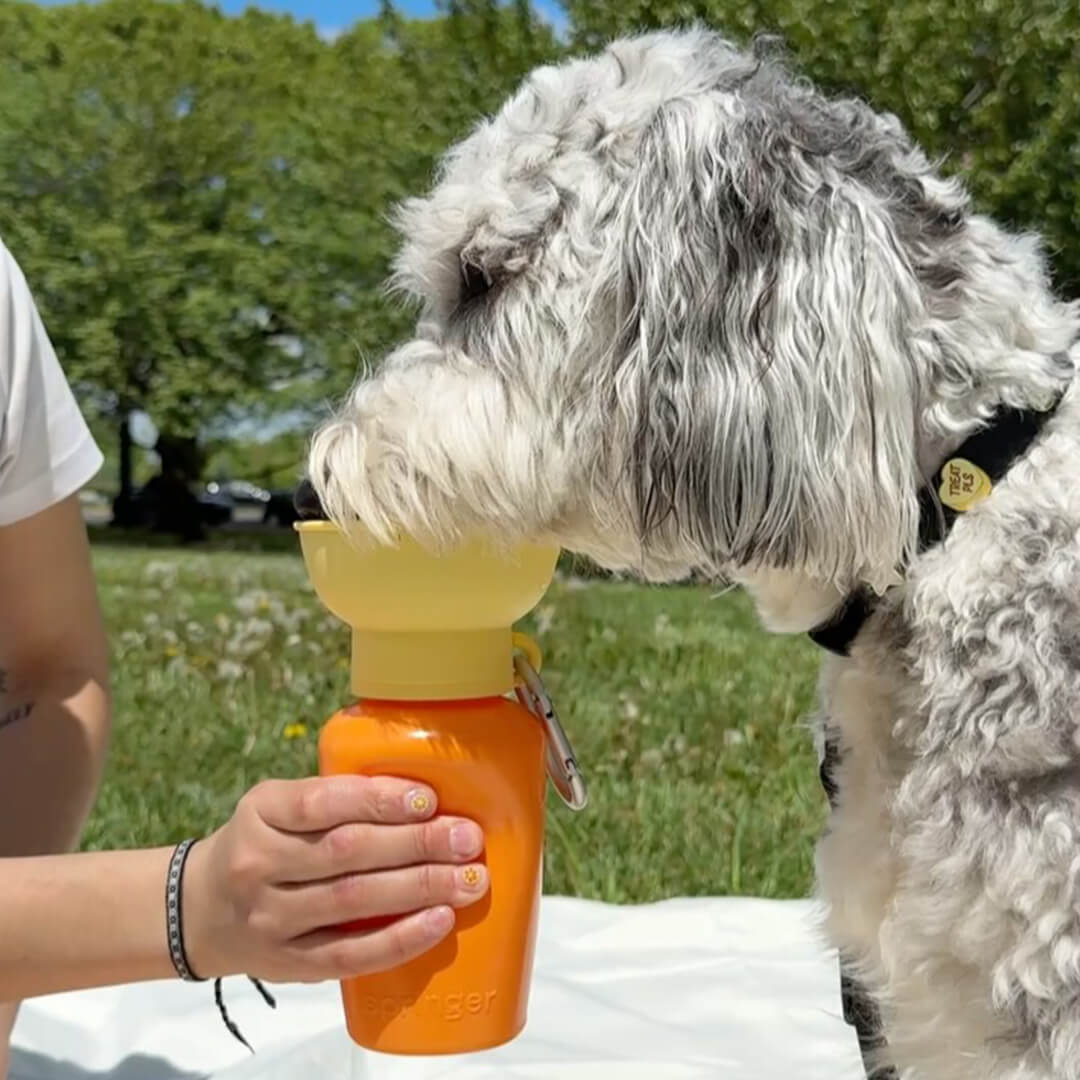 Springland - Flip Dog Travel Bottle - Mango/Lemon (590 ml)