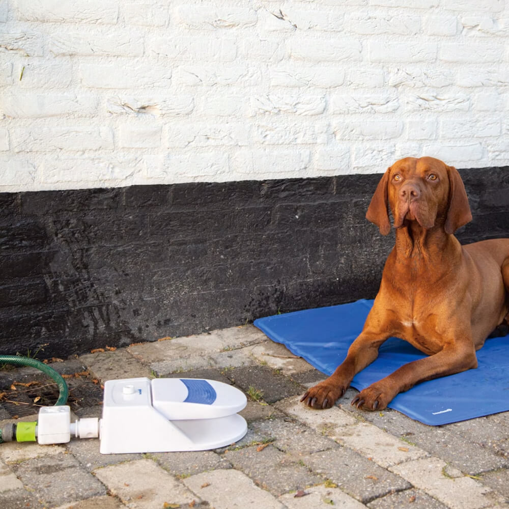 Beeztees - Splashy Waterfontein