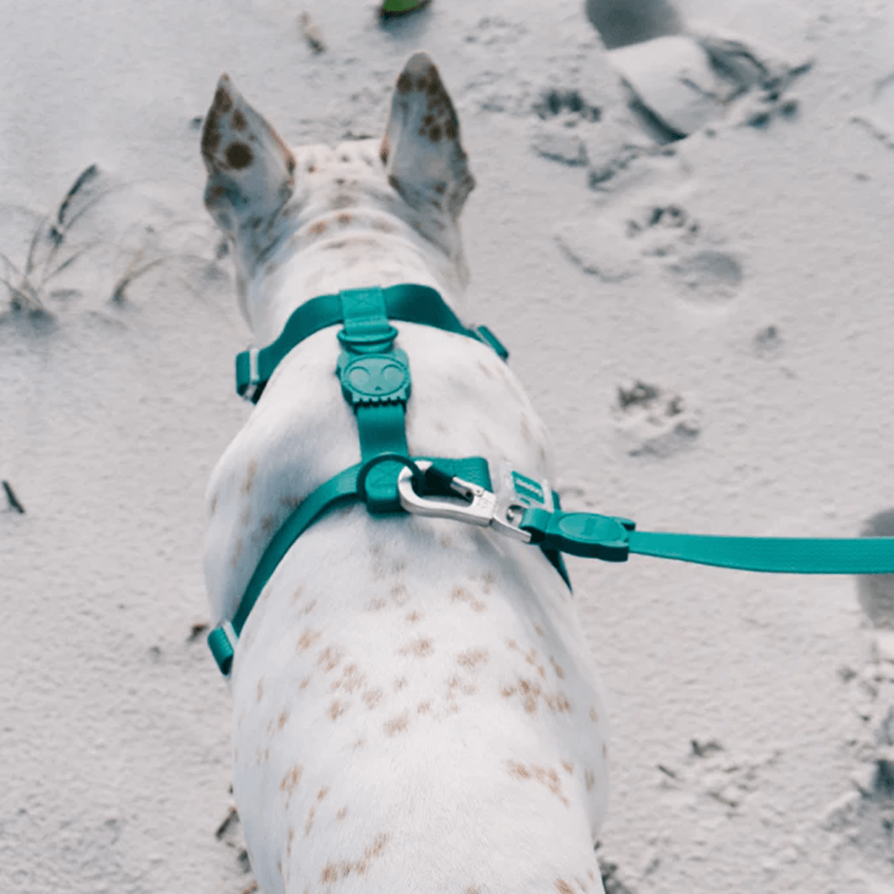 Zee.Dog - H-harnas NeoPro Amazonia