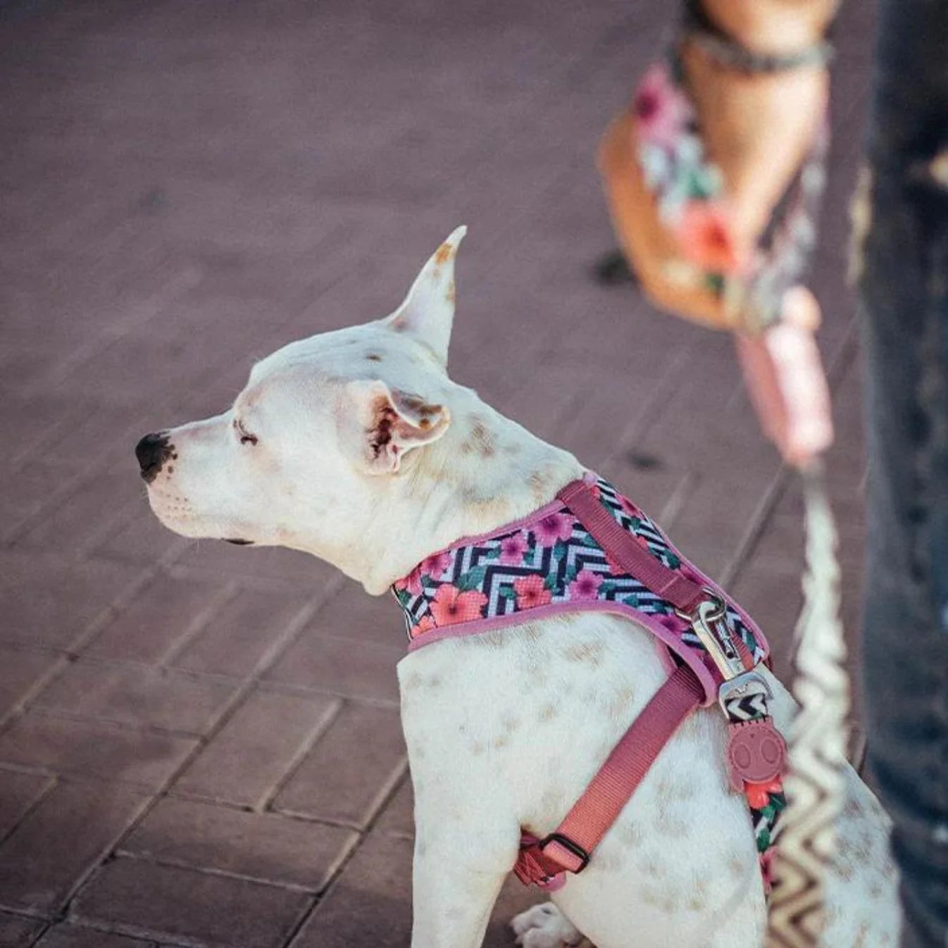 Adjustable Air Mesh harness Mahalo