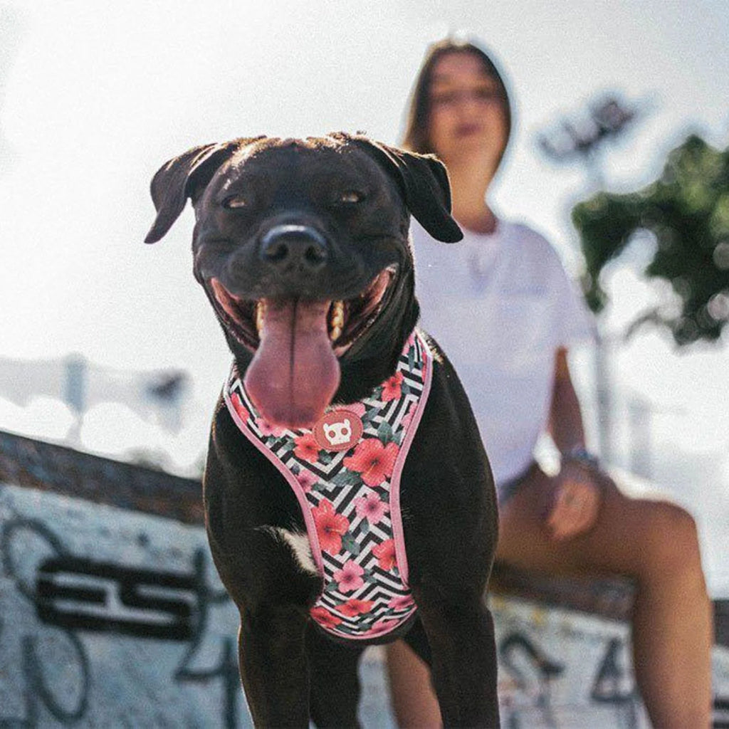 Adjustable Air Mesh harness Mahalo