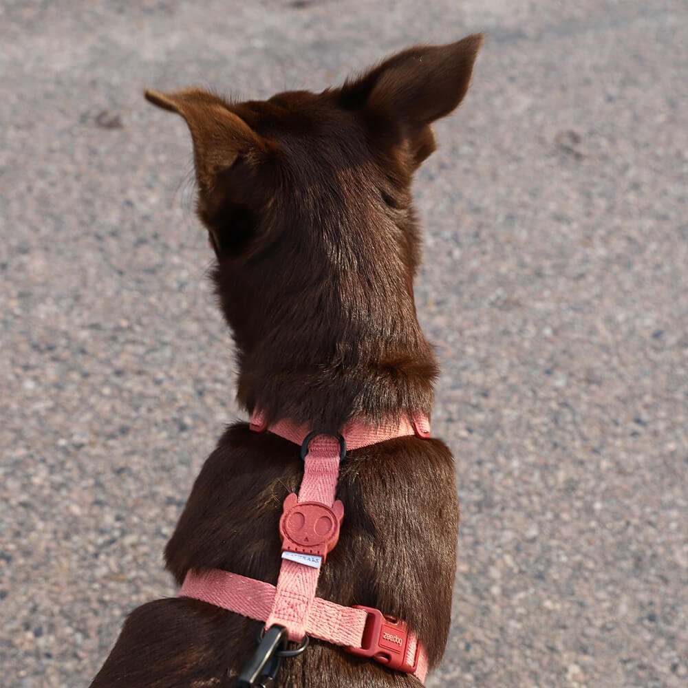 Zee.Dog - H-harnas Canyon