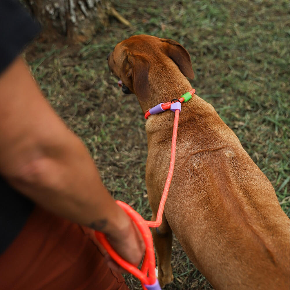 Zee.Dog - Slip-N-Lock Leash Everest