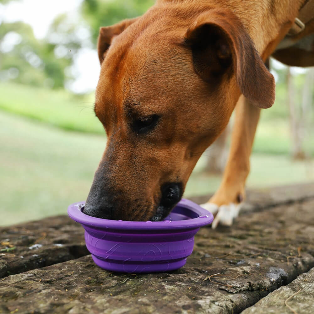 Zee.Dog - Go Bowl Peak