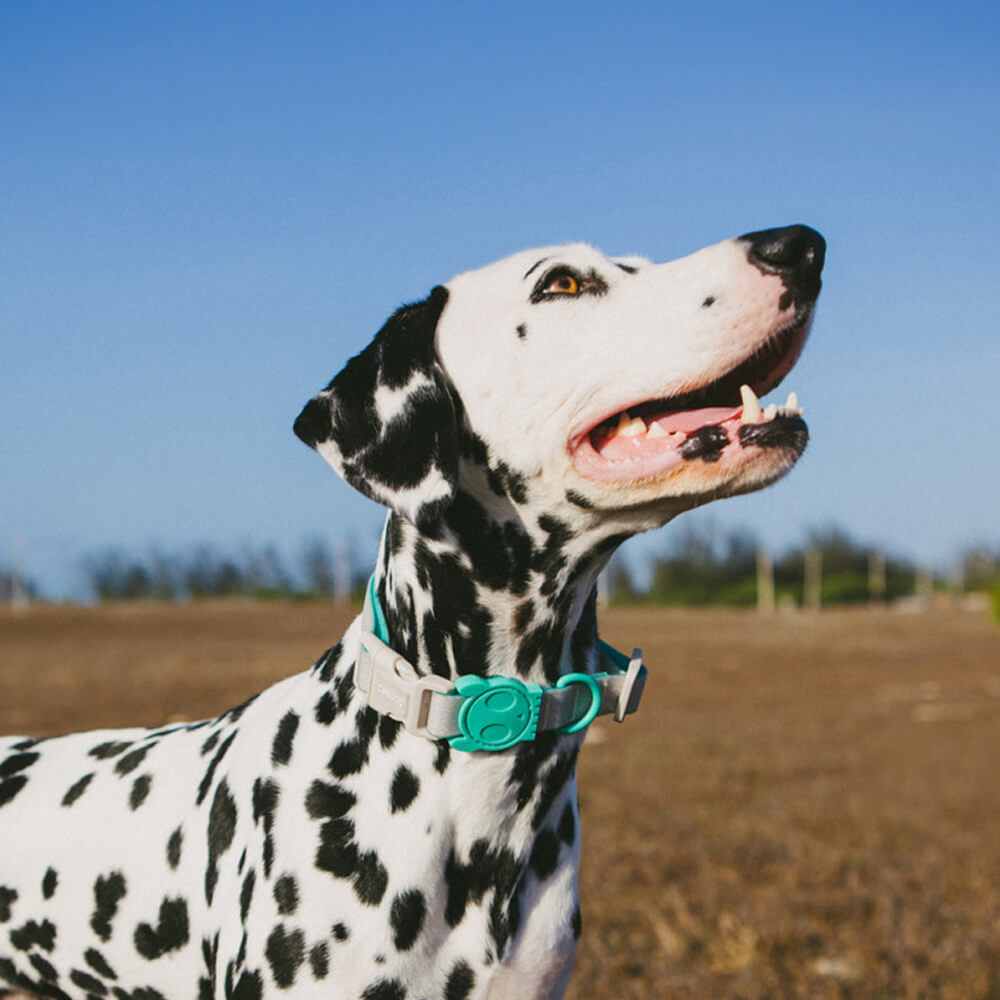 Zee.Dog - Halsband NeoPro Tidal