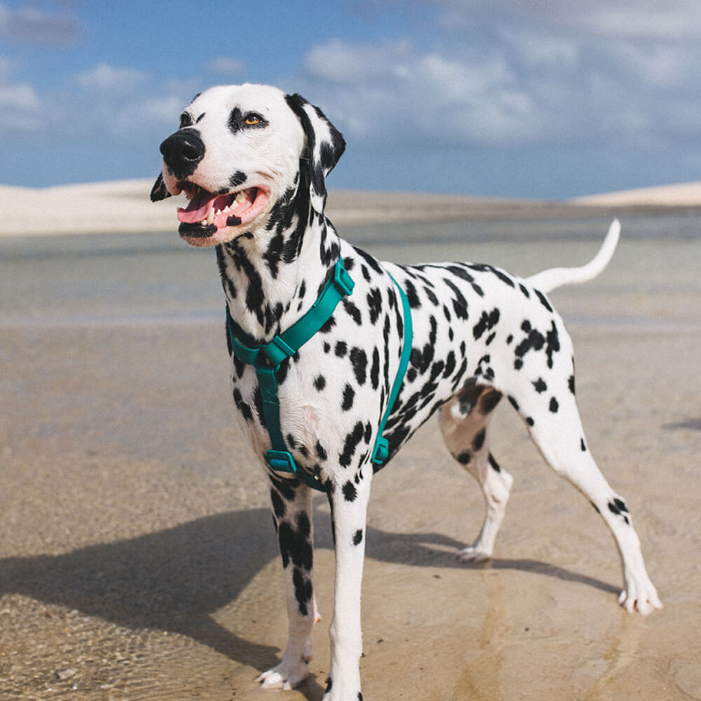 Zee.Dog - H-harnas NeoPro Amazonia