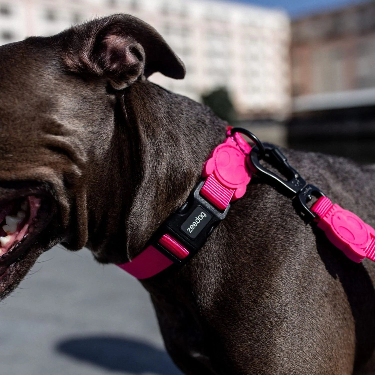Zee.Dog - Halsband Pink Led