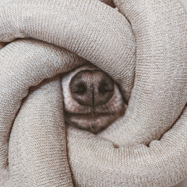 Lambwolf Collective - NOU