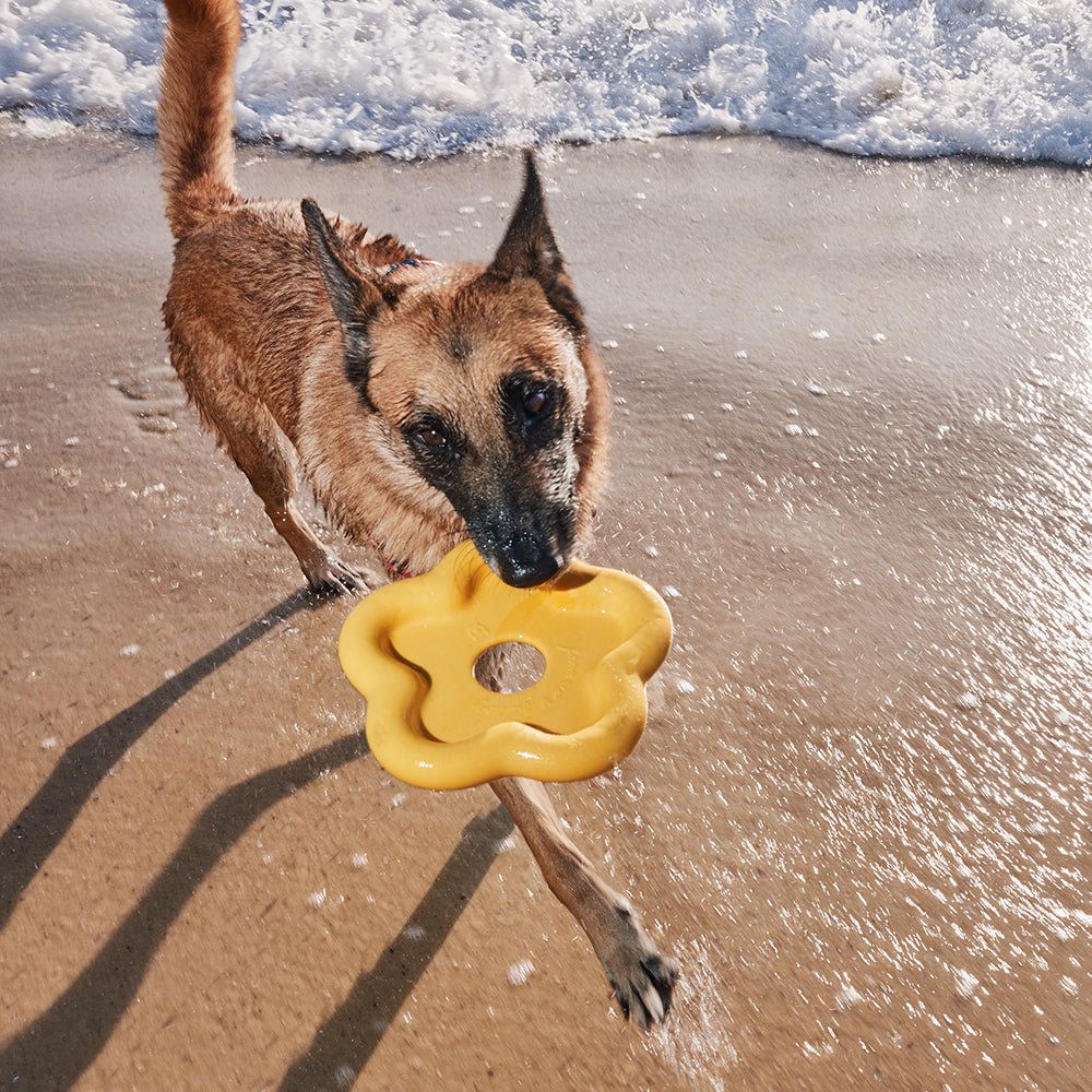 Zee.Dog - Farm Rio Flower - Yellow