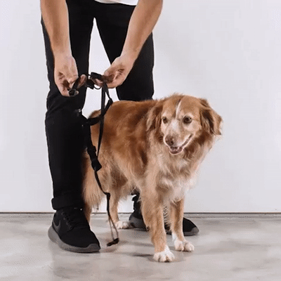 Zee.Dog H-harnas Lola