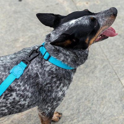 Zee.Dog Riem Ultimate Blue